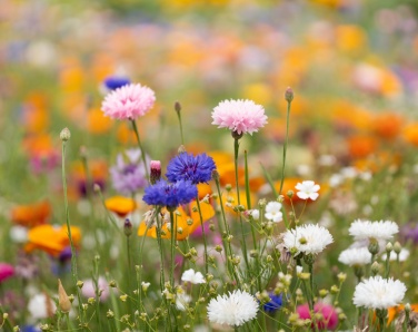 Logo trade promotional products image of: A5 wildflower seed paper sheet
