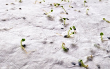 Logo trade promotional product photo of: A5 wildflower seed paper sheet