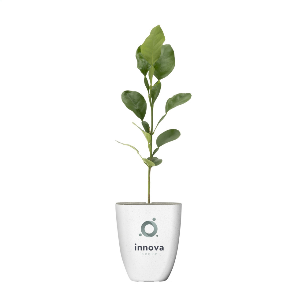 Logotrade business gift image of: Treemore Letterbox Trees Kaffir Lemon