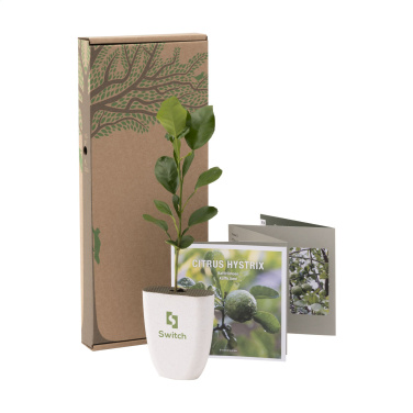 Logotrade promotional item picture of: Treemore Letterbox Trees Kaffir Lemon