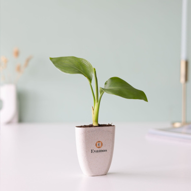 Logotrade reklaamkingituse foto: Treemore Letterbox Trees Paradiisilinnu taim