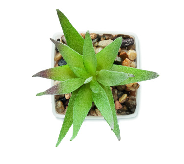 Logotrade firmakingitused pilt: ARTILOE mini aaloe kunsttaim