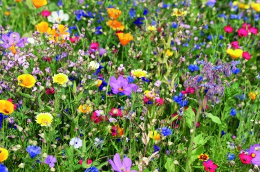 Logotrade kampanjprodukter bild: Blommor mix frön i kuvert